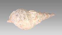 Pū (Conch Shell Trumpet), Shell (Triton), Melanesian (Solomon Islands)